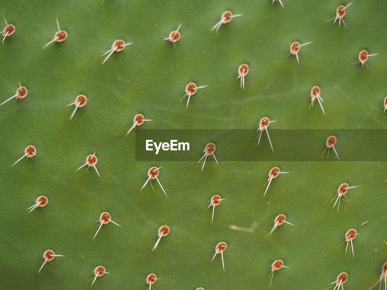 FLOCK OF GREEN LEAVES