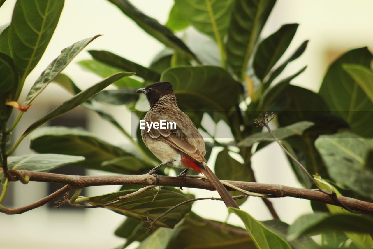 CLOSE-UP OF SPARROW PERCHING ON BRANCH