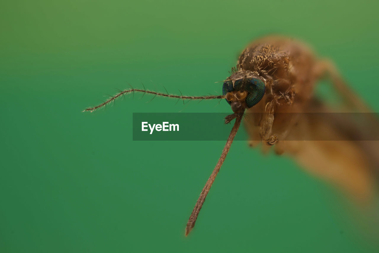 CLOSE-UP OF SPIDER ON WEB