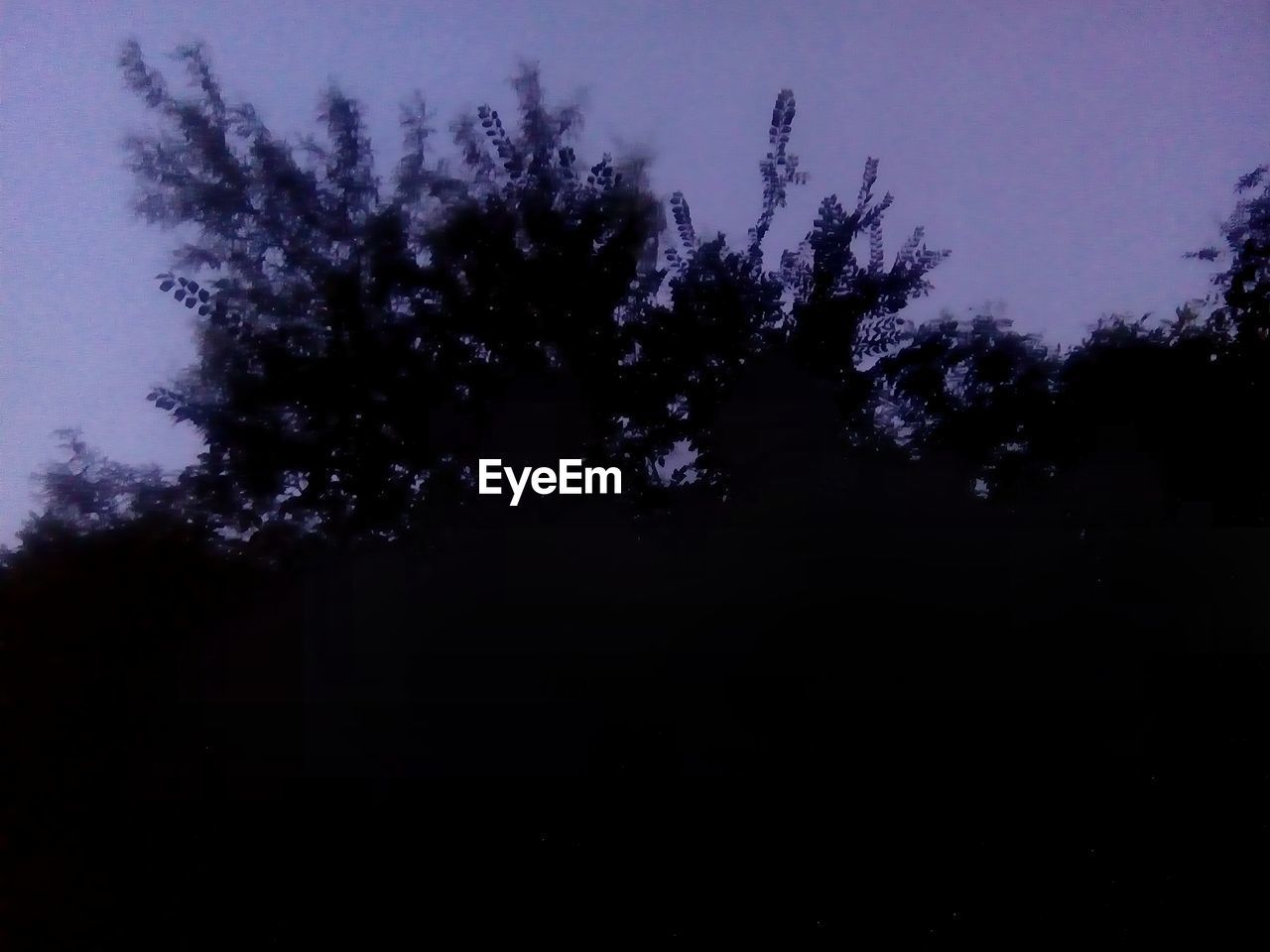 SILHOUETTE TREES AGAINST CLEAR SKY