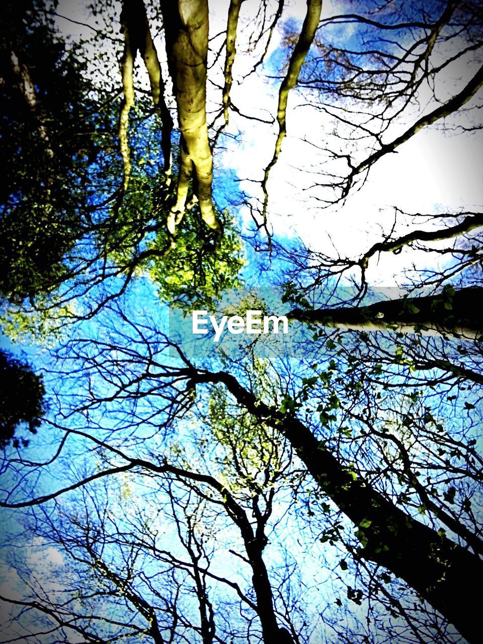 LOW ANGLE VIEW OF TREE IN FOREST AGAINST SKY