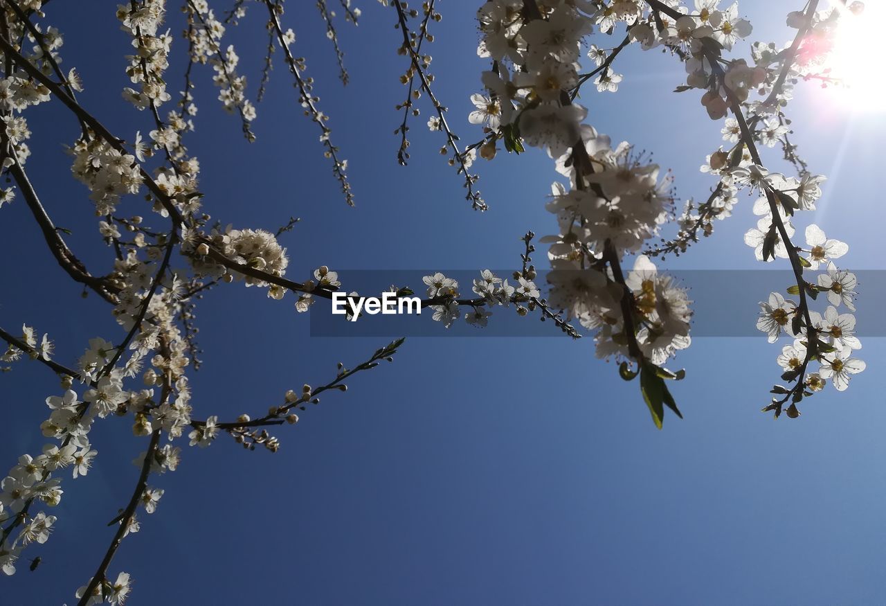 Low angle view of cherry blossom against blue sky