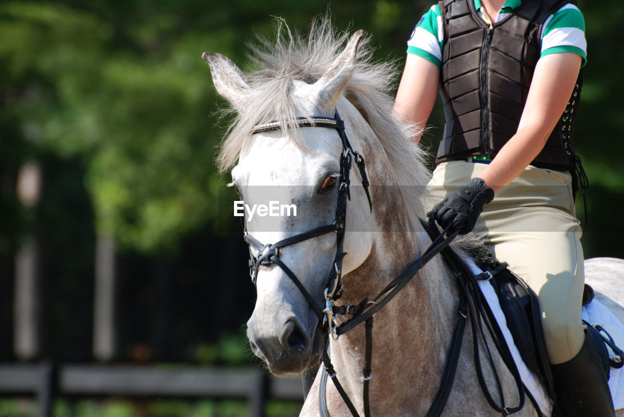 Beautiful eventing grey appaloosa in the horse show ring.