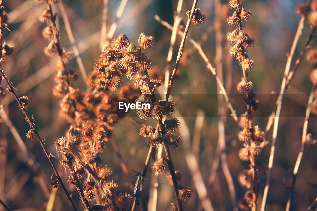 Close-up of wilted plant on field