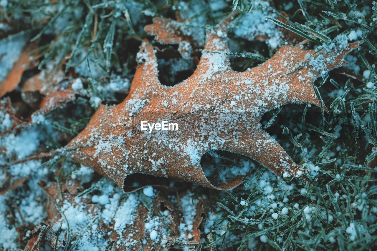 Close-up of snow on dry leaf 