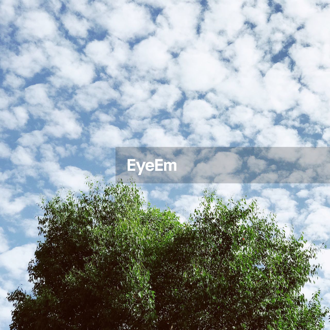 Low angle view of tree against sky
