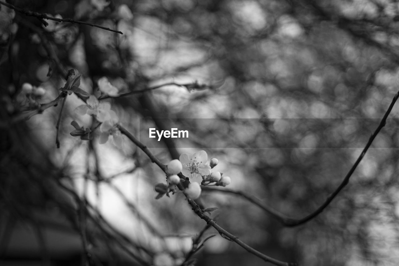 plant, tree, branch, black and white, nature, monochrome photography, monochrome, beauty in nature, leaf, focus on foreground, no people, growth, sunlight, winter, flower, flowering plant, outdoors, white, tranquility, darkness, day, close-up, black, fragility, freshness, selective focus, land, twig, spring, environment, forest, plant part, blossom