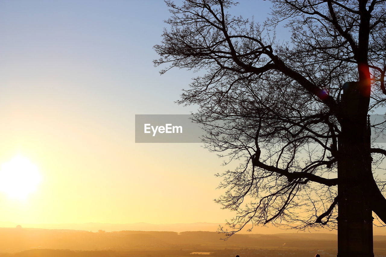 CLOSE-UP OF TREE BY SEA AGAINST SKY