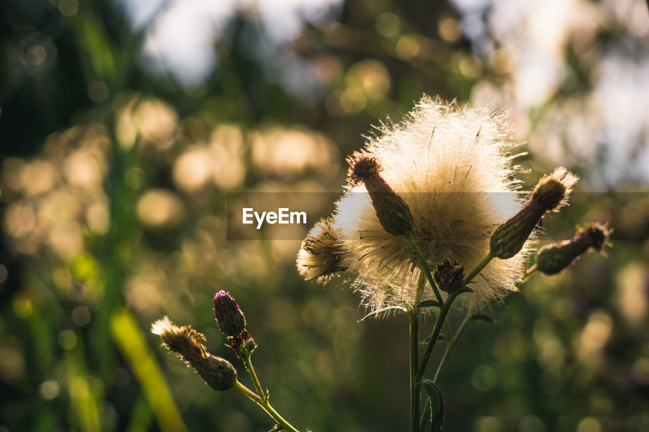 Close-up of thistle