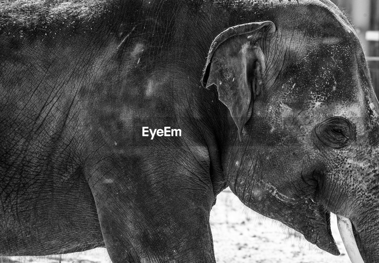 CLOSE-UP OF ELEPHANT ON HUMAN EYE