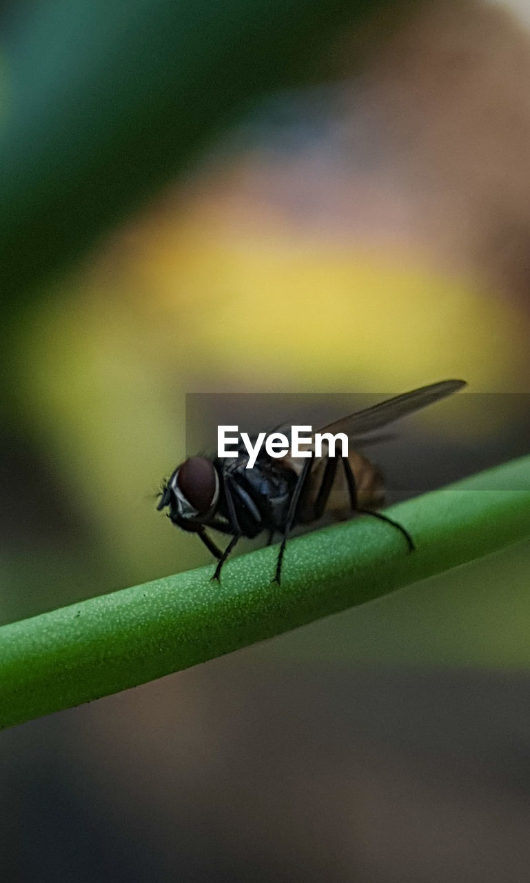 animal, animal themes, insect, animal wildlife, green, wildlife, one animal, macro photography, close-up, nature, yellow, animal wing, fly, focus on foreground, no people, plant stem, leaf, animal body part, day, housefly, outdoors, plant, macro, beauty in nature, plant part, selective focus