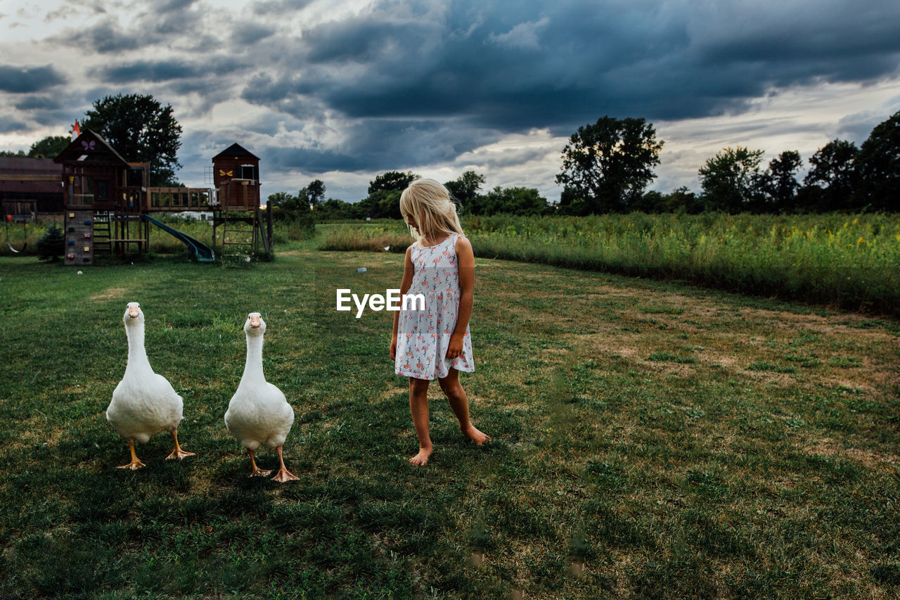 Young girl walking with big white farm geese in open yard
