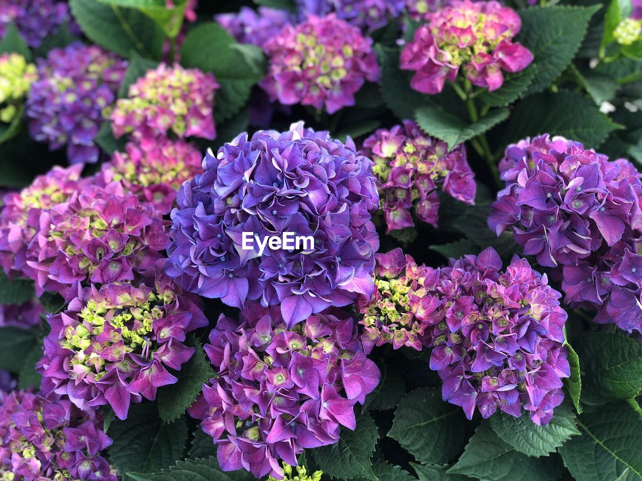 Close-up of pink hydrangea flowers