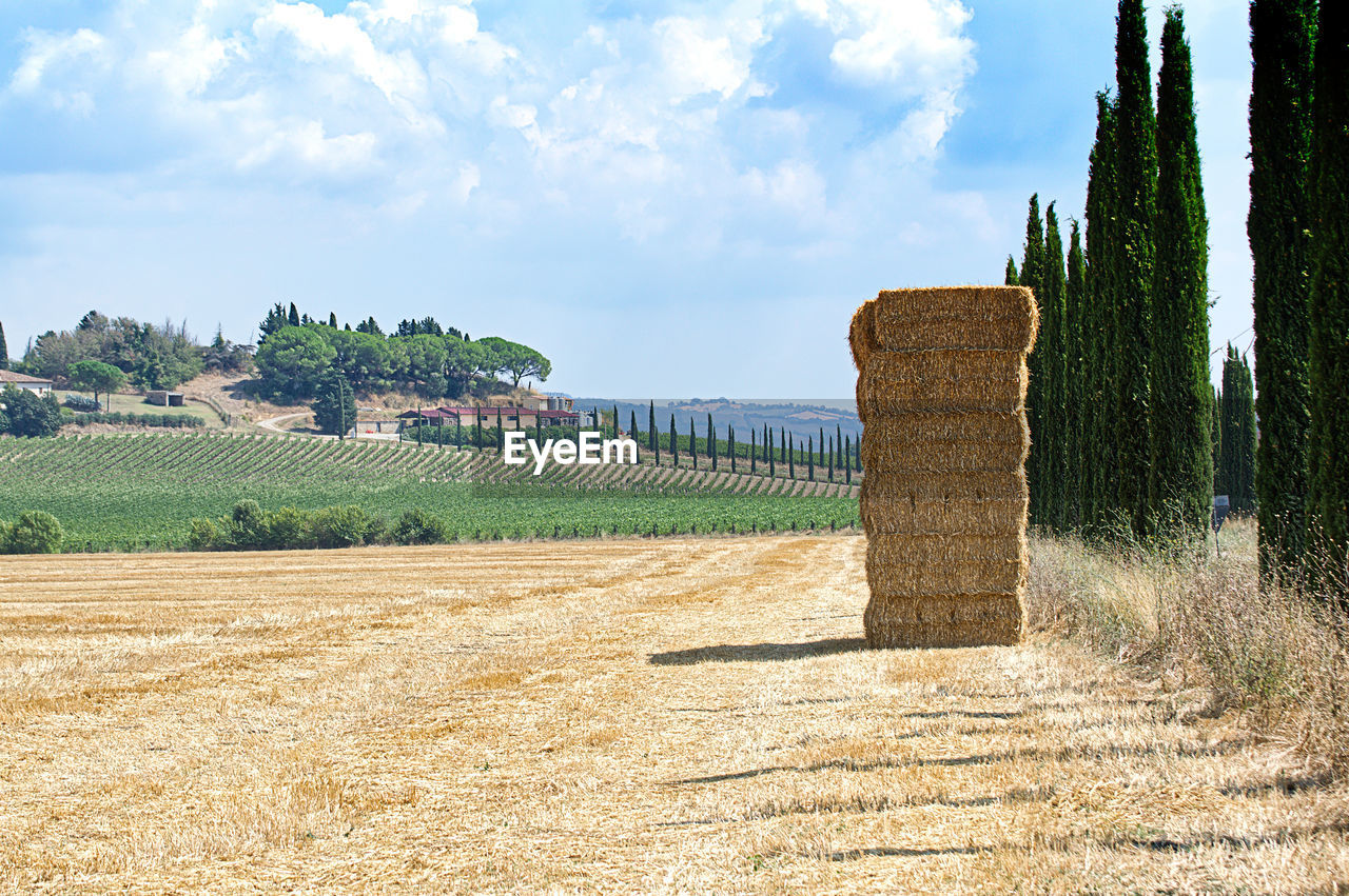 Scenic view of agricultural field against sky