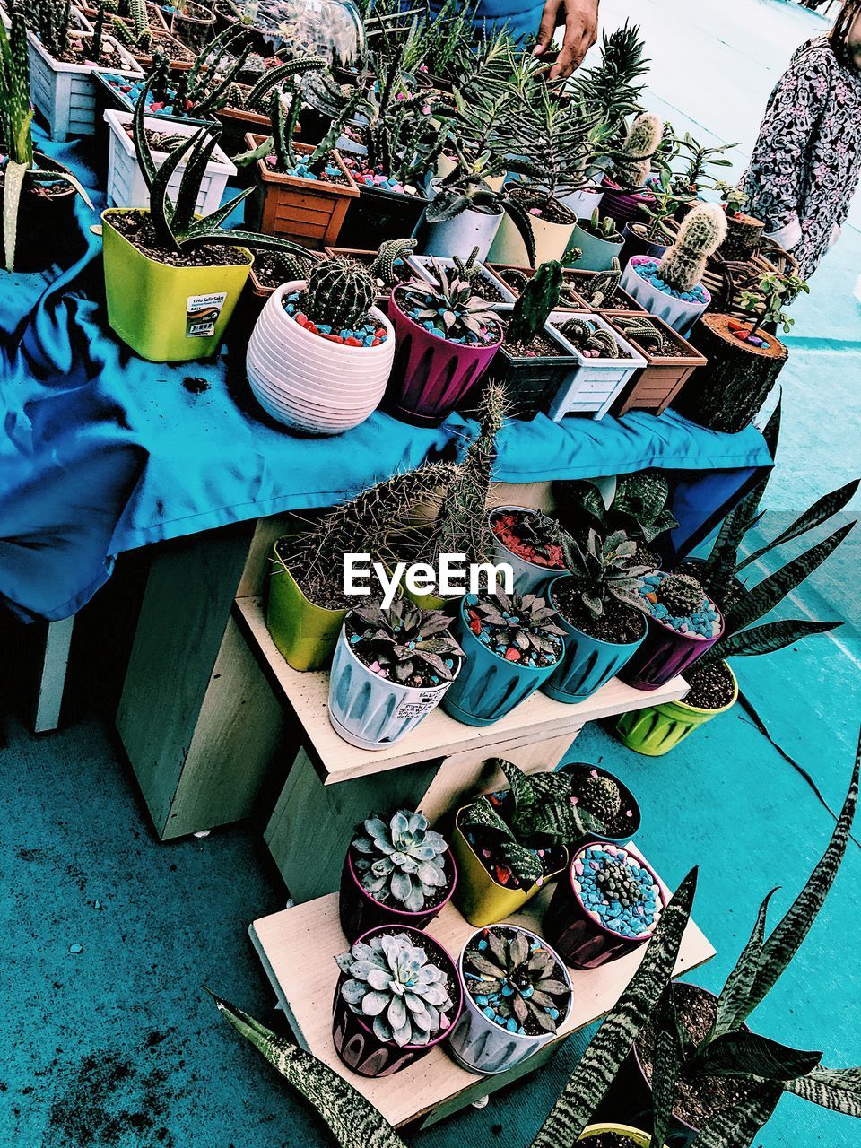 High angle view of succulent potted plants for sale at market stall