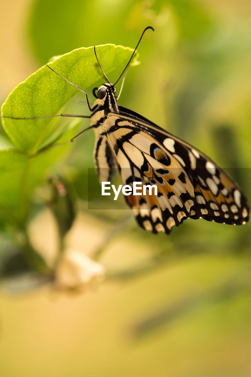 CLOSE-UP OF BUTTERFLY ON LEAF