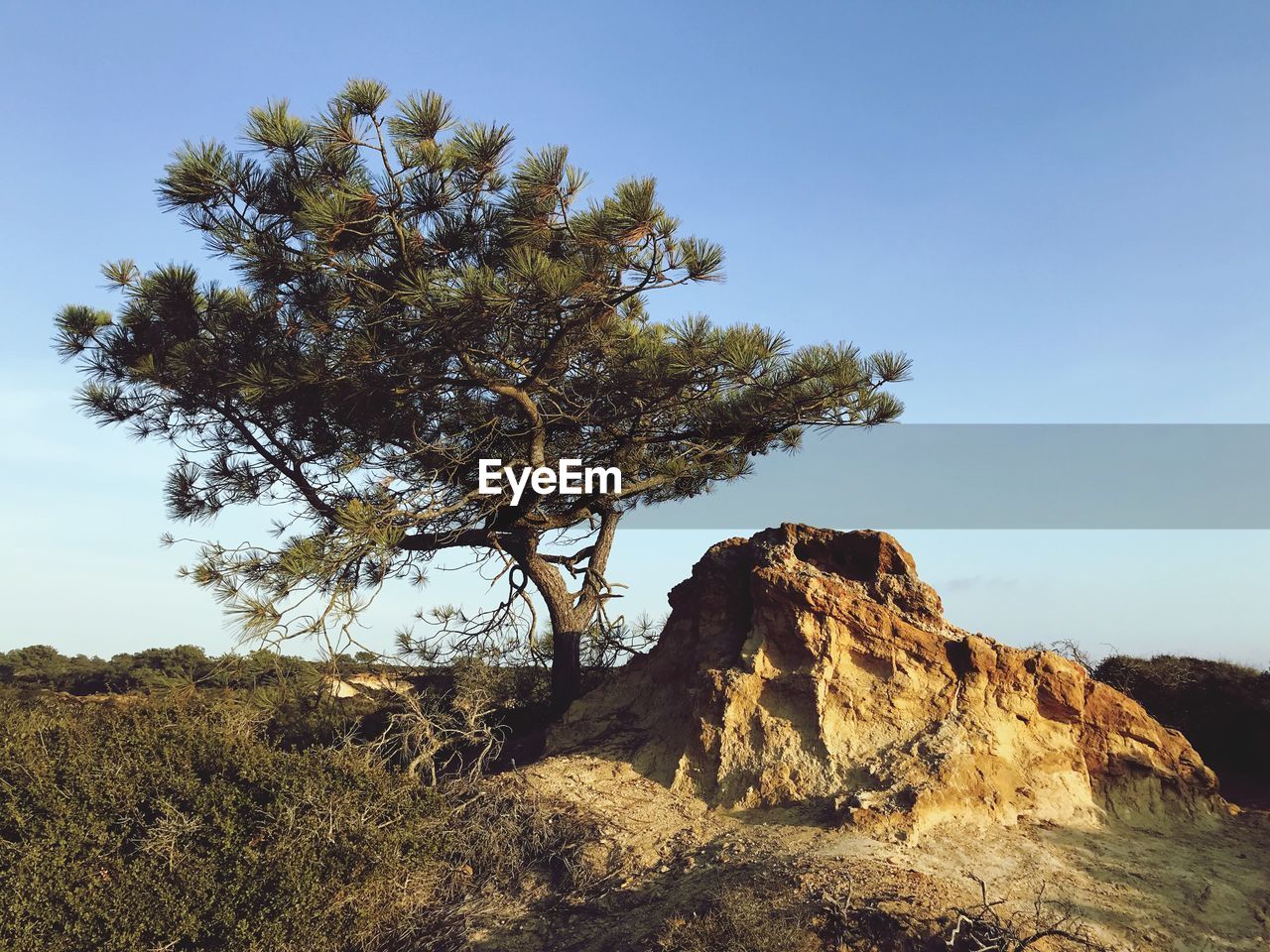 Low angle view of tree on cliff against clear sky