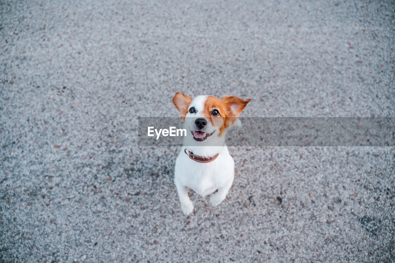 Portrait of cute jack russell terrier dog in the street. pets outdoors and lifestyle