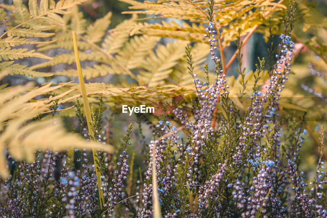 Close-up of flowering plants