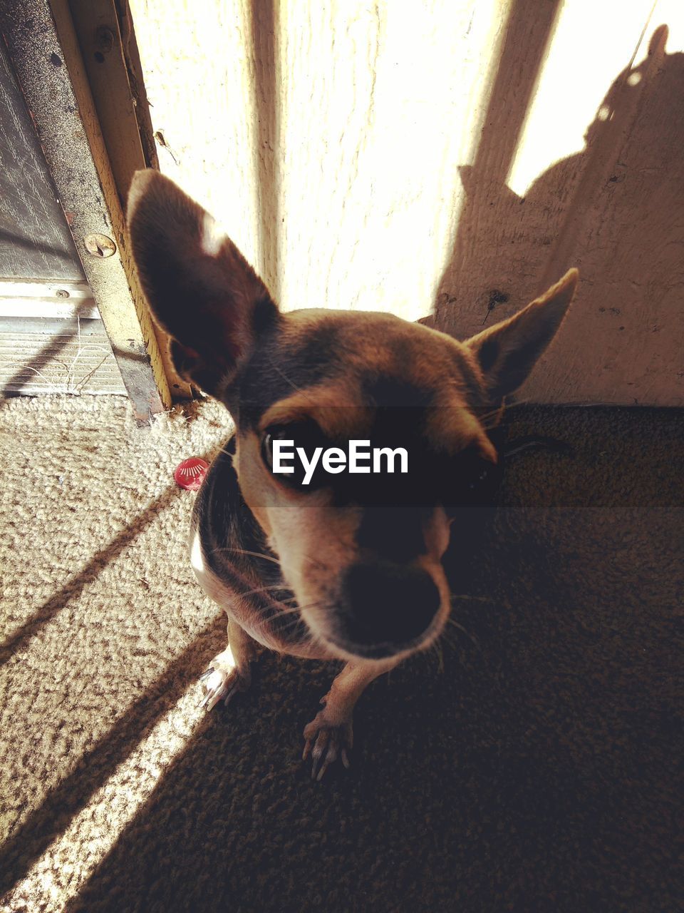 CLOSE-UP PORTRAIT OF DOG IN MOUTH