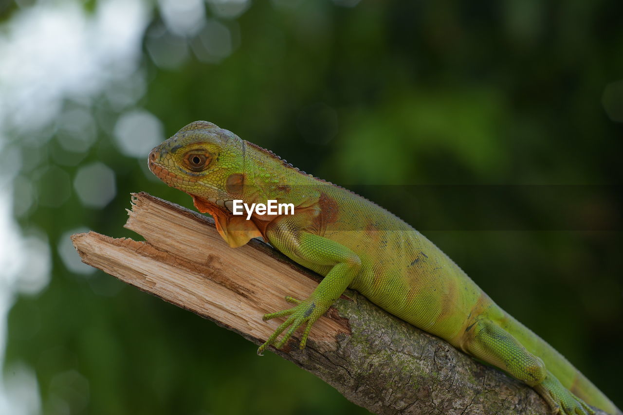 Close-up of lizard on tree