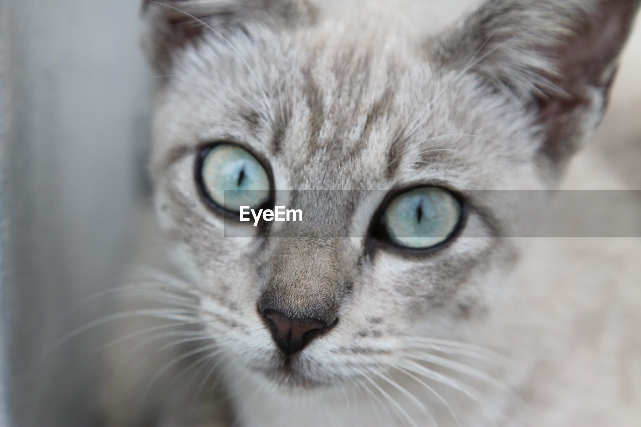 CLOSE-UP PORTRAIT OF CAT IN MOUTH