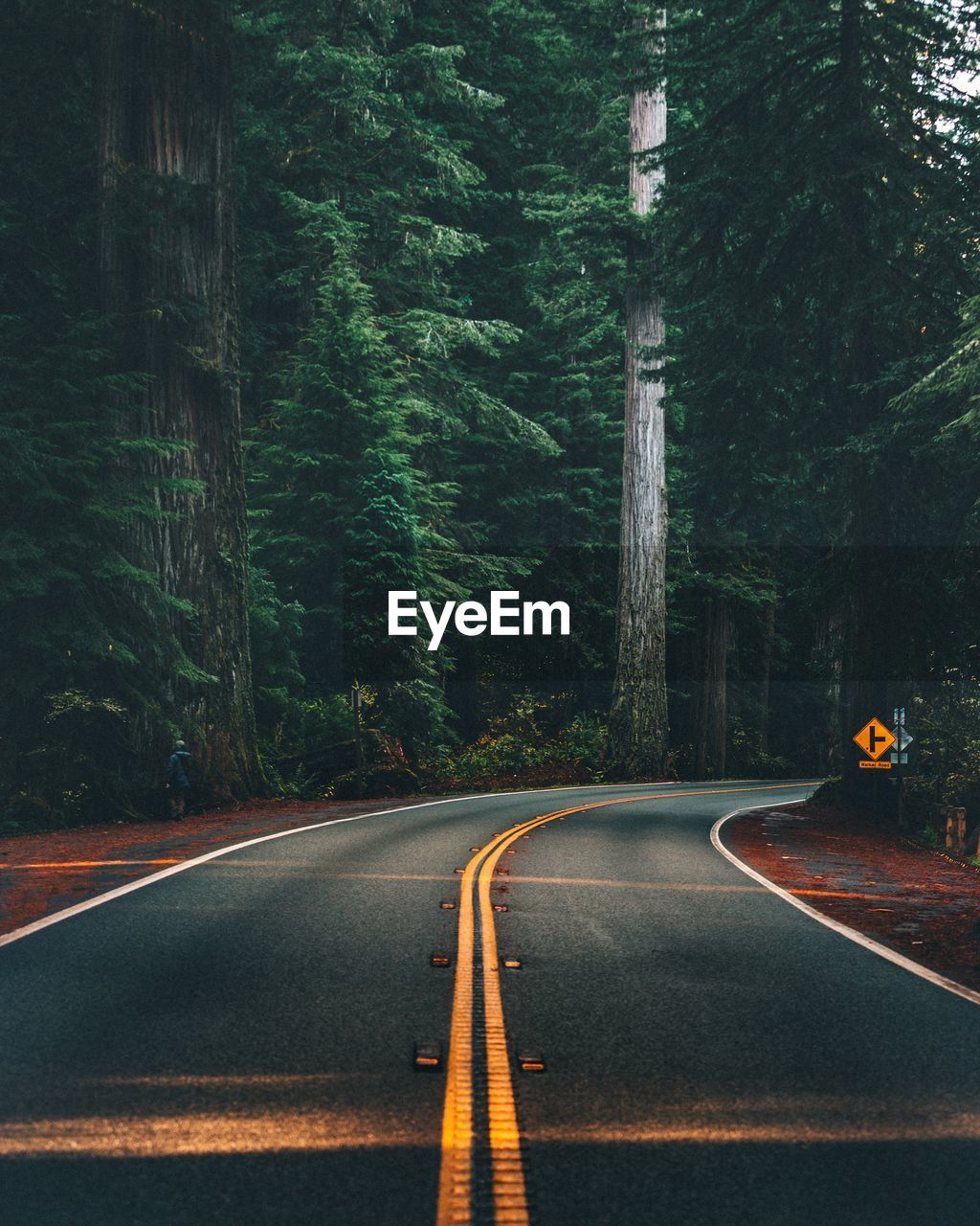 Empty road amidst trees in forest