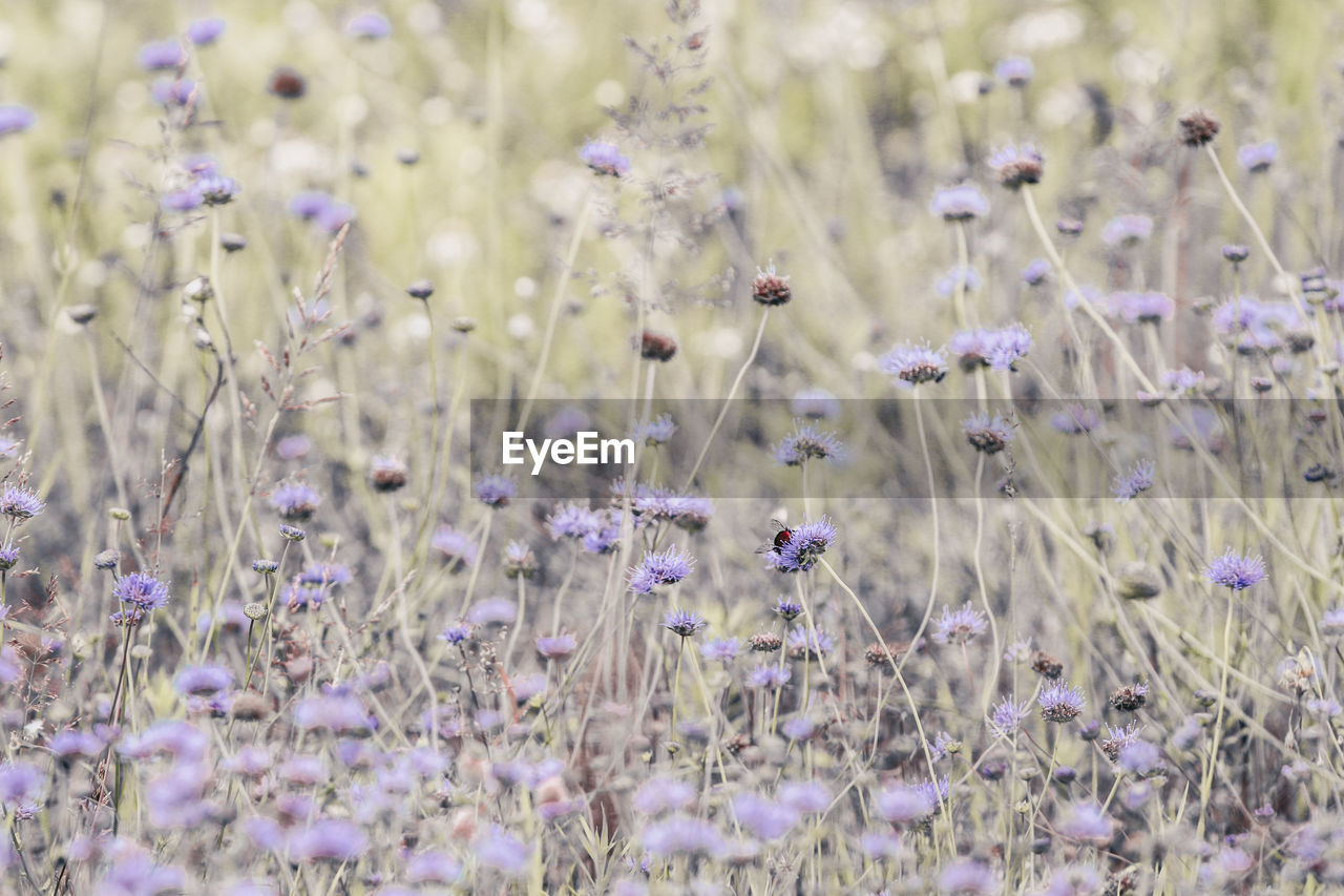 PURPLE FLOWERING PLANTS ON FIELD