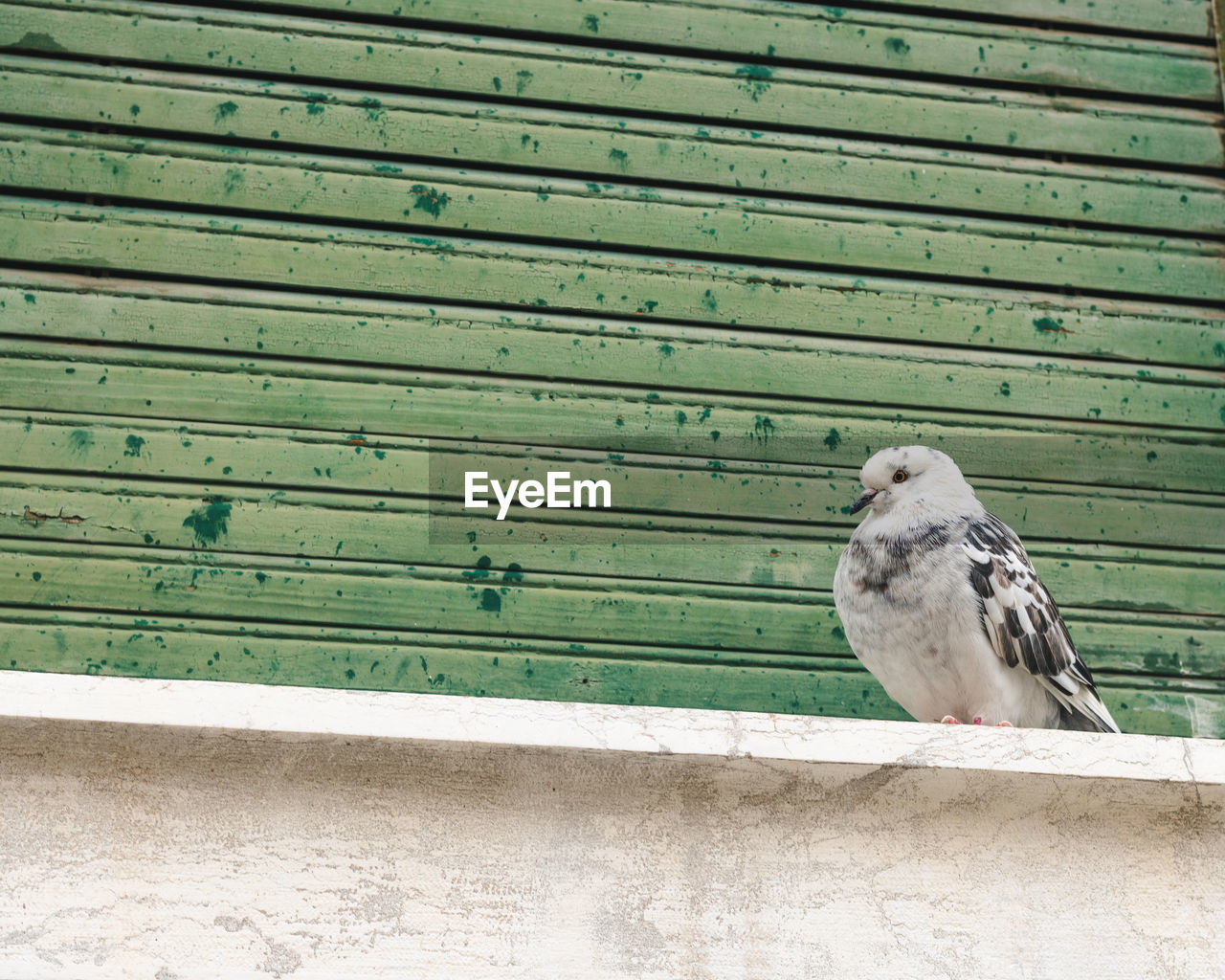 PIGEON PERCHING ON WALL
