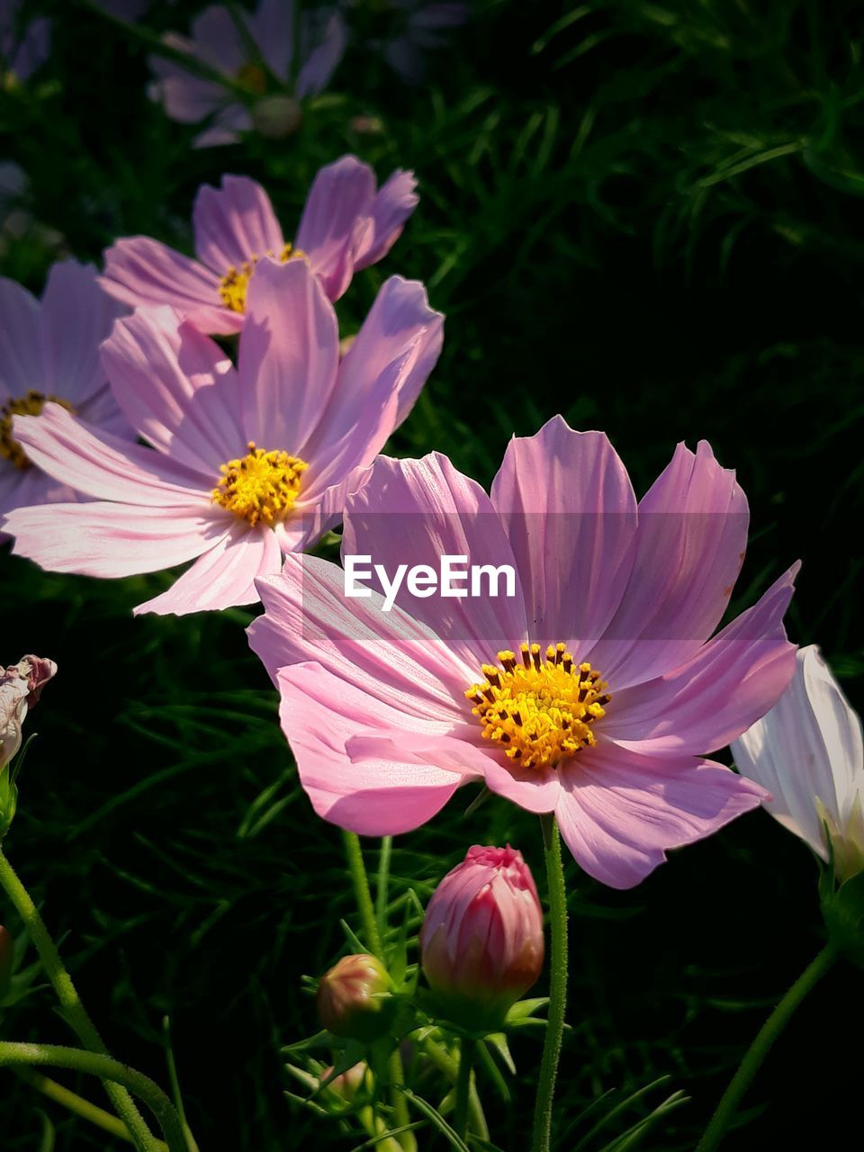 Close-up of pink cosmos flowers