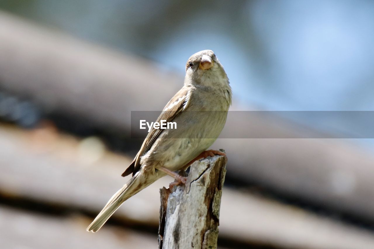 CLOSE-UP OF A BIRD