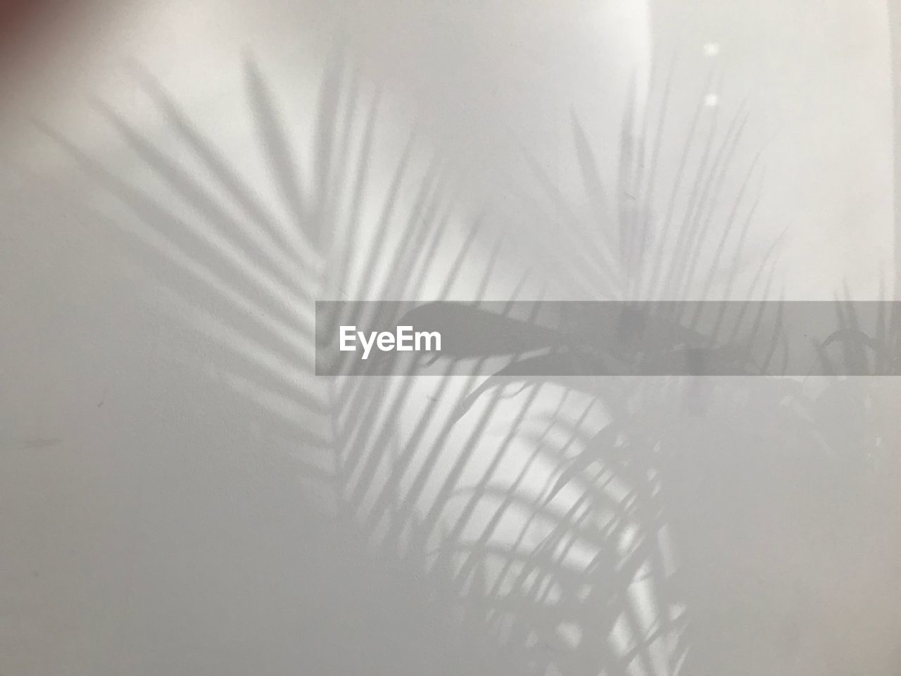 CLOSE-UP OF SUNLIGHT