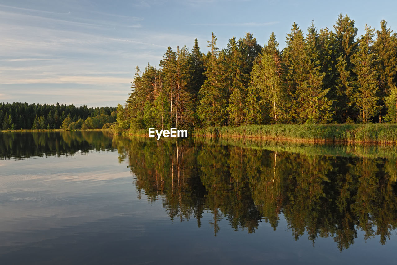 TREES BY LAKE AGAINST SKY