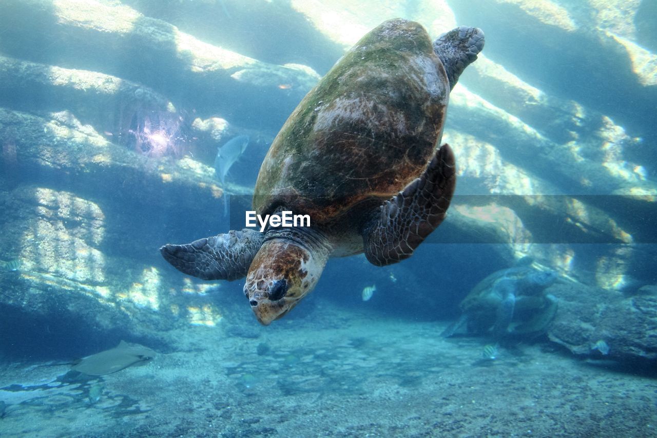 Green turtles swimming in sea