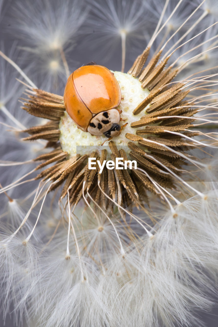 Ladybug sitting on flower. red ladybug on dandelion. shallow depth of field, focus on insect.