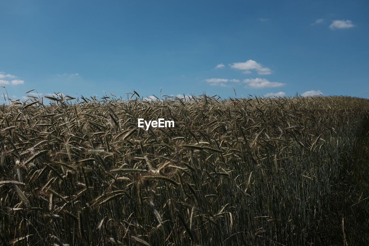 Crops growing on field against sky
