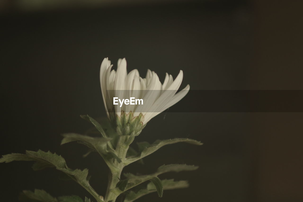 CLOSE-UP OF FLOWERS AGAINST BLACK BACKGROUND