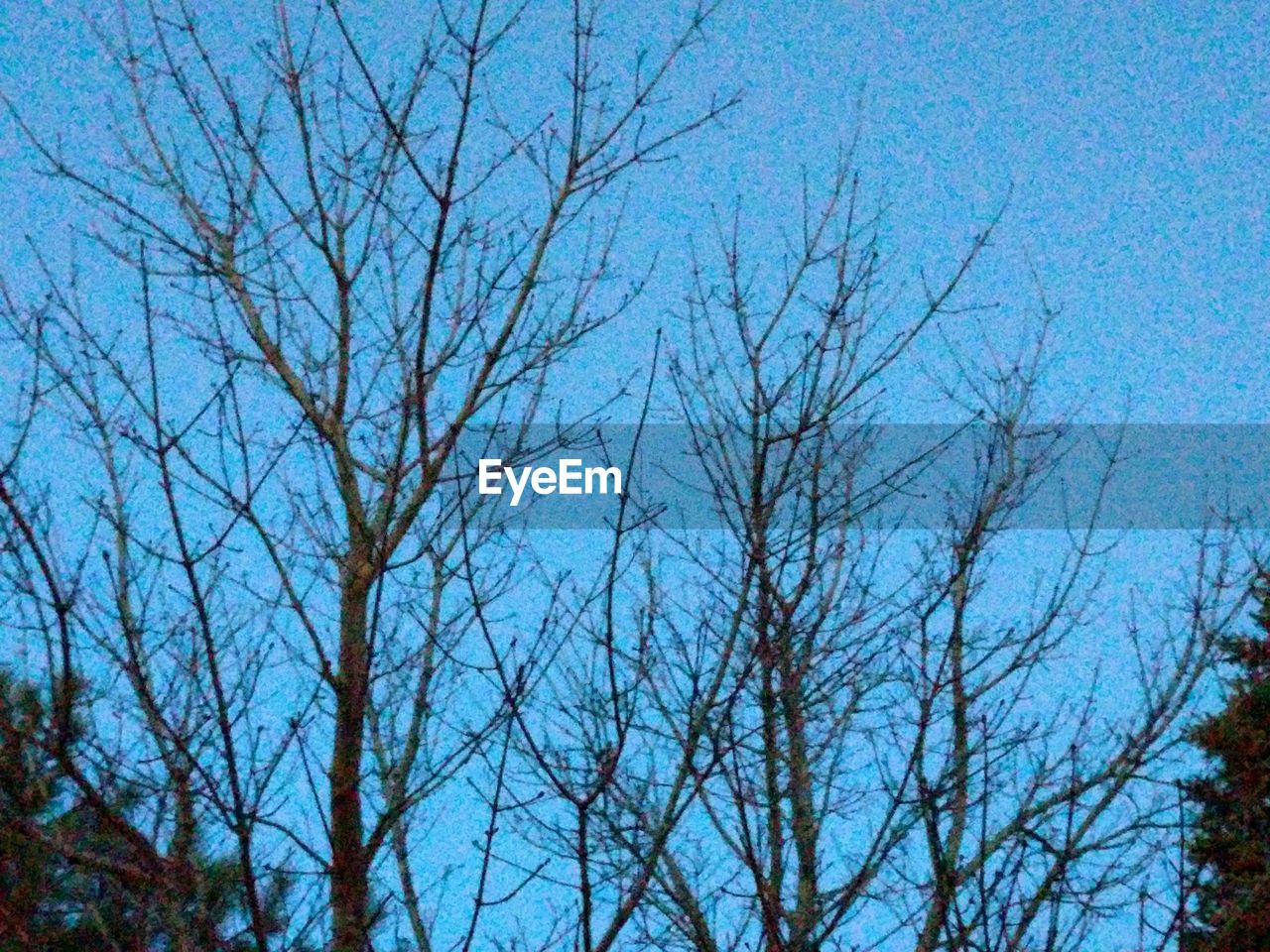 LOW ANGLE VIEW OF BARE TREE AGAINST CLEAR BLUE SKY