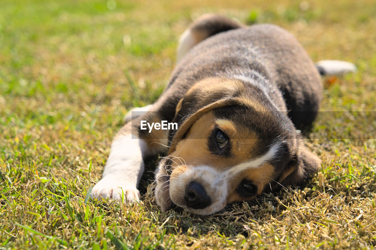pet, dog, animal themes, one animal, animal, mammal, canine, domestic animals, grass, beagle, puppy, relaxation, lying down, no people, nature, portrait, plant, resting, young animal, day, sunlight, hound, cute, outdoors