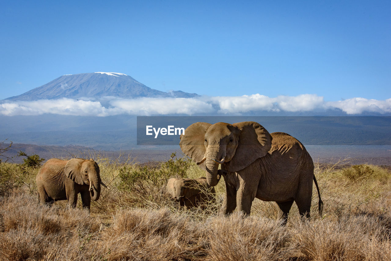 Elephants on grassy field