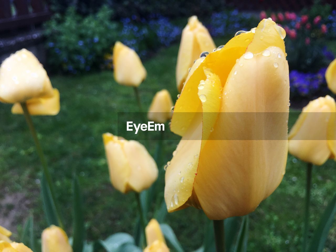 CLOSE-UP OF WET YELLOW DAY LILY BLOOMING OUTDOORS