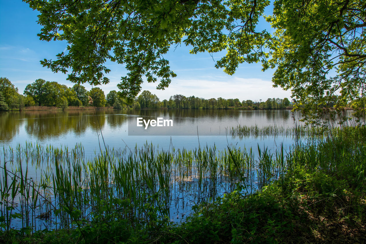 Scenic view of lake in summer