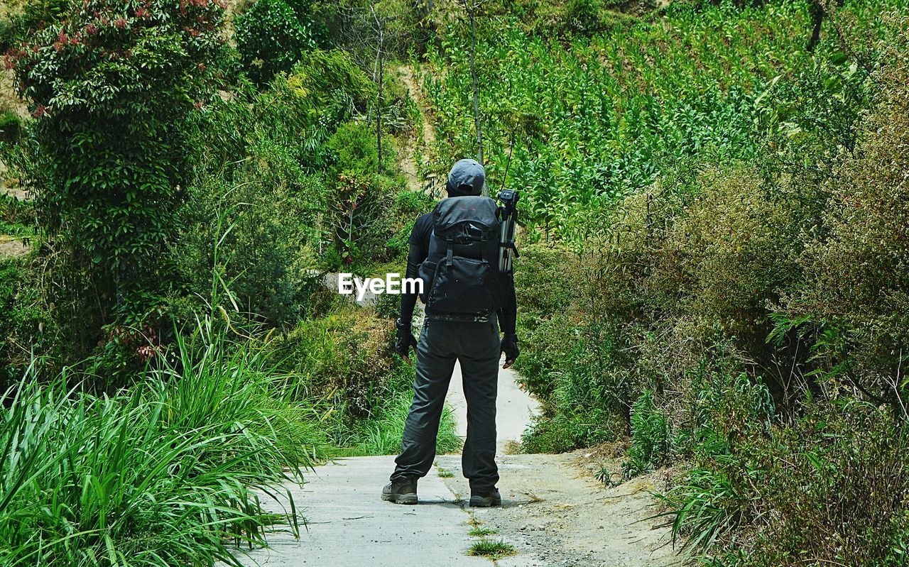 REAR VIEW OF MAN WALKING ON FOOTPATH BY TREE