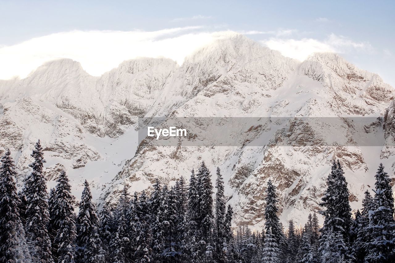 SCENIC VIEW OF PINE TREES AGAINST SKY