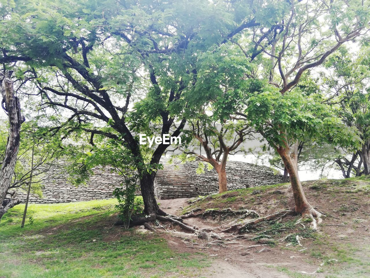 TREES ON FIELD