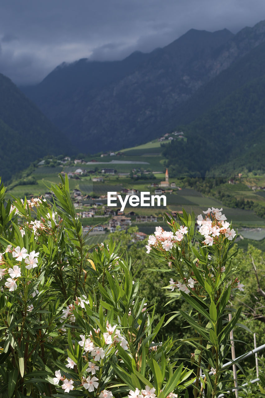 SCENIC VIEW OF FLOWERING PLANTS AGAINST MOUNTAINS