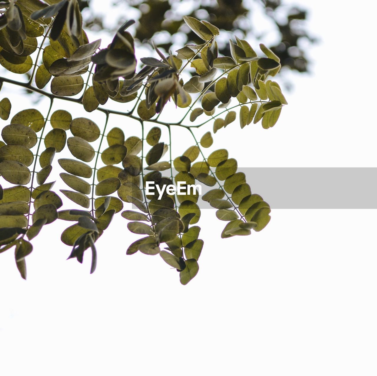 LOW ANGLE VIEW OF FRESH LEAVES AGAINST WHITE BACKGROUND