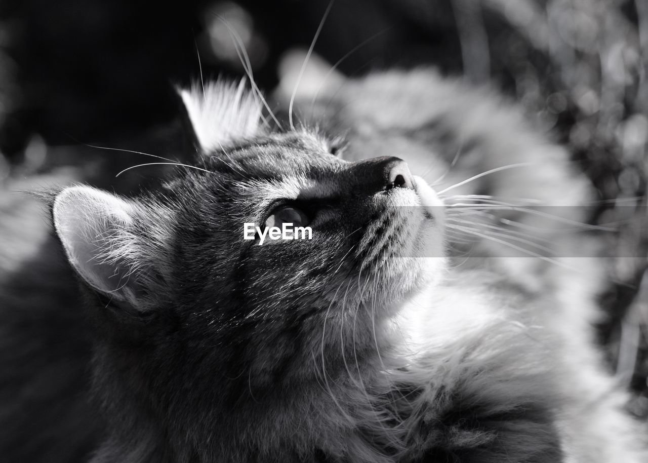 Close-up of a cat looking up