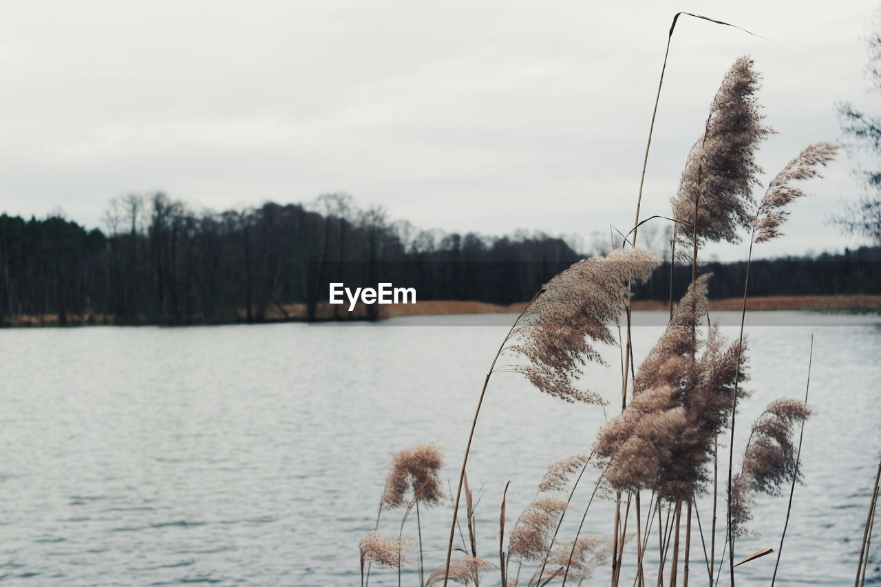 Lake with trees in background