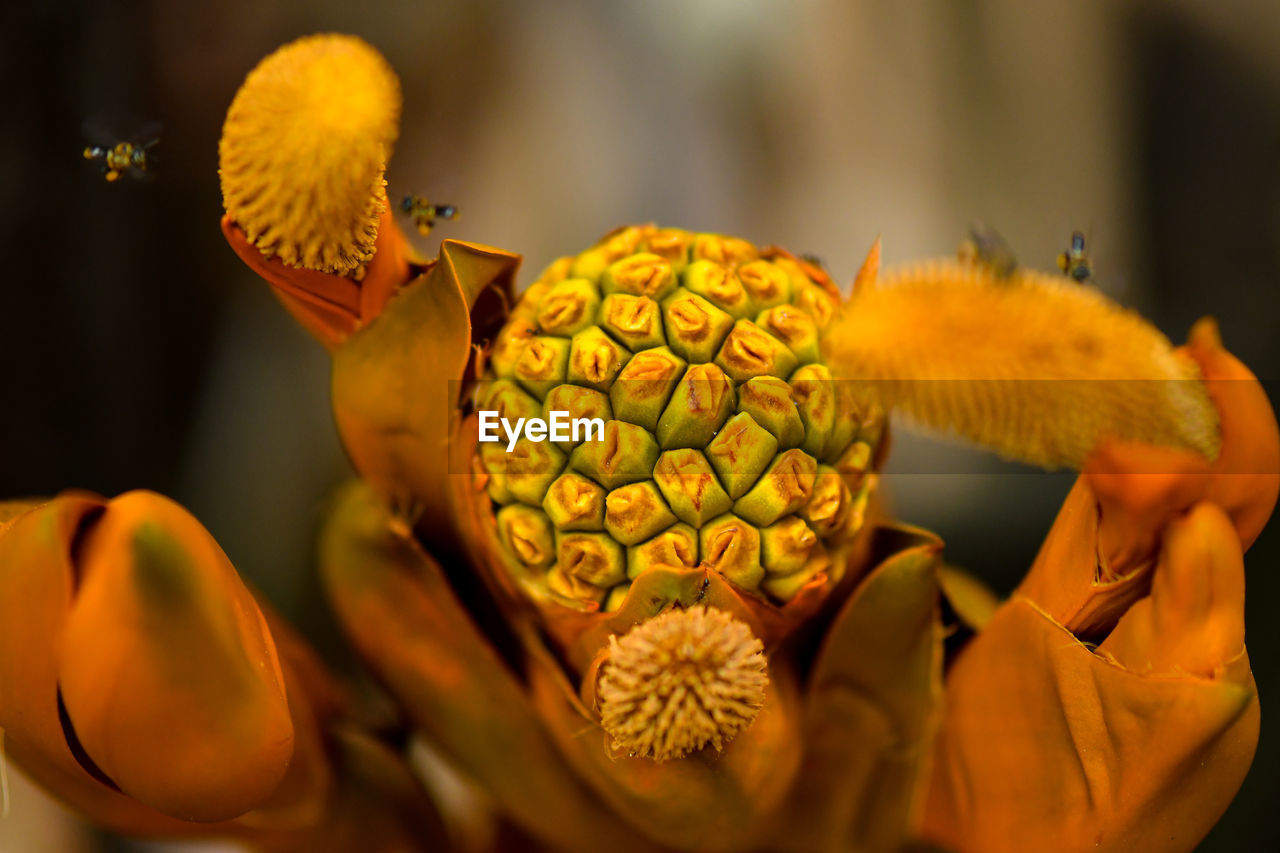 CLOSE-UP OF YELLOW FLOWER ON PLANT